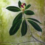 Rhododendron Bud 2
20" x 16"