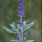 Herb series   Lavendar