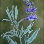 Herb series  Sage