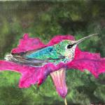 Hummingbird Resting on Petunia
8" x 10"