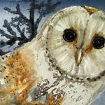 Barn Owl detail