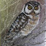 "Saw Whet Owl"   7" x 5"