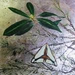 Ripening Harmonic: Spirit Moth
(Haploa Lecontii)
20" x 20"